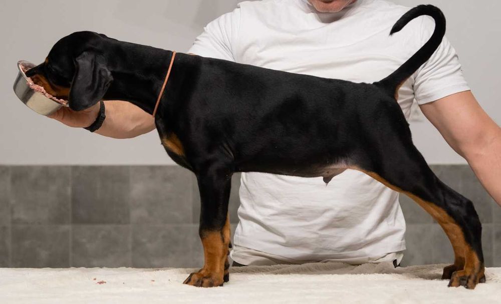 Doberman FCI szczenię, samiec bardzo mocnej budowy