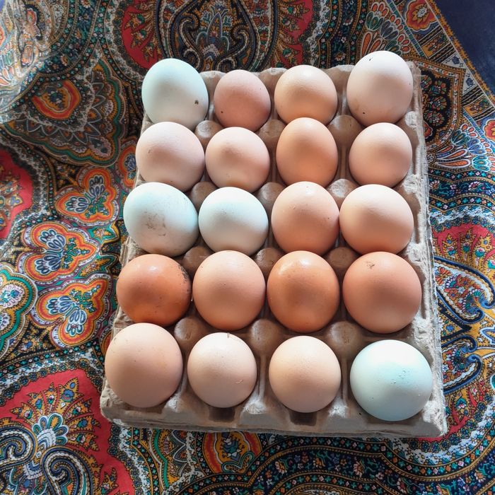 sprzedam jajka prawdziwie wiejskie, kontakt telefoniczny.