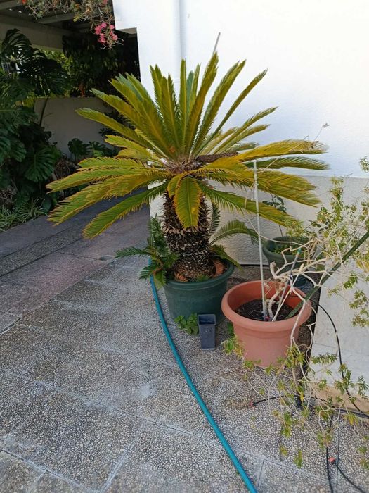 Palmeira Cica Cycas revoluta grande adulta
