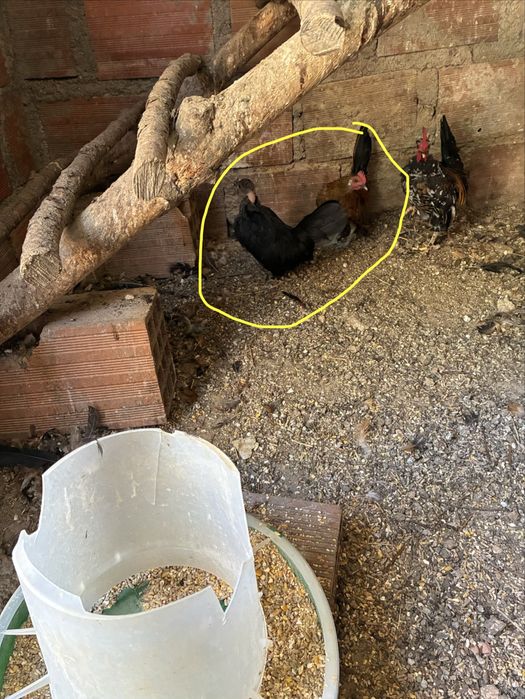 Aves de Capoeira