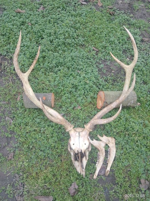 Продам рога та черепа