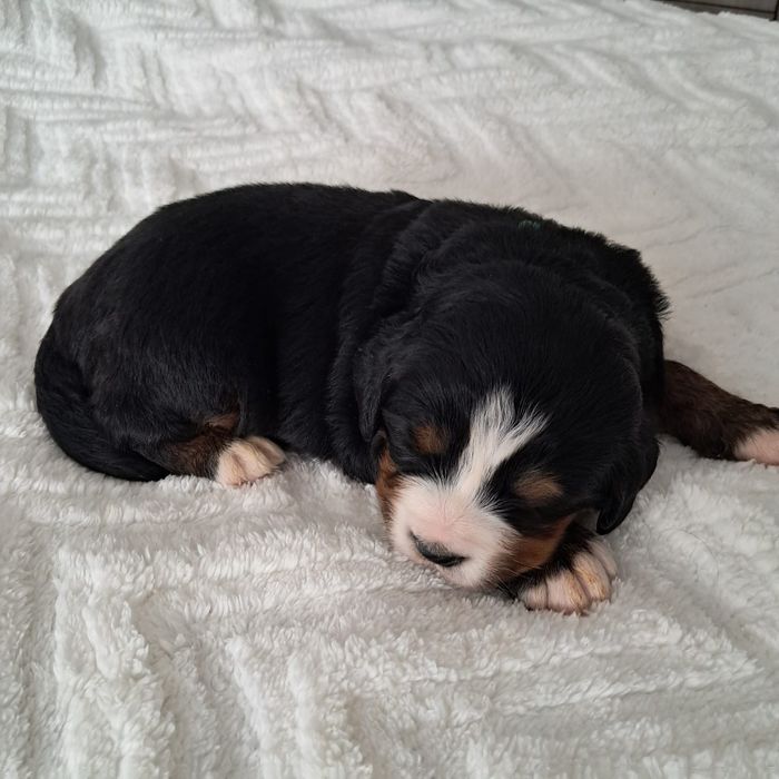 Berneński pies pasterski -rezerwacja