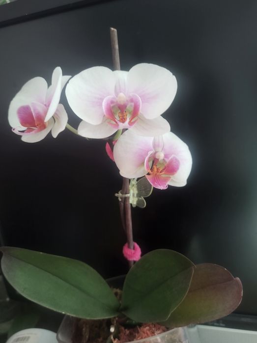 Орхідея фаленопсіс