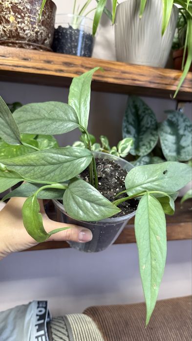 Епіпремнум Себі Блу Піннатум