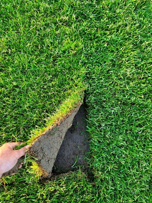 Trawa w rolce | Trawa z rolki | Dostawa na terenie całej małopolski