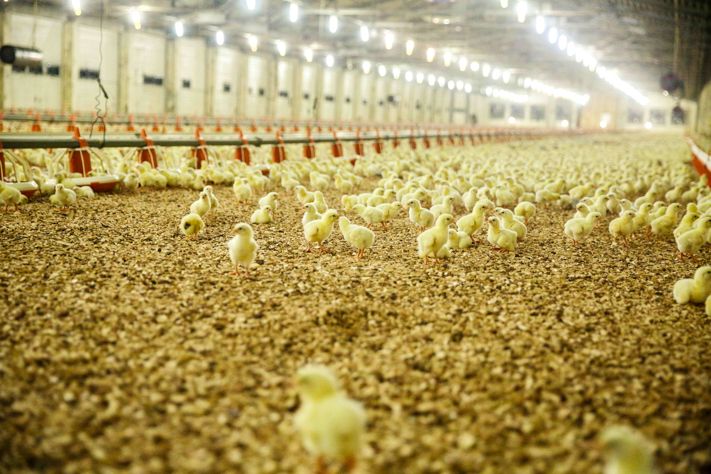 Курчата (Цыплята) Венгерские Мастер,Испанка,Бройлер