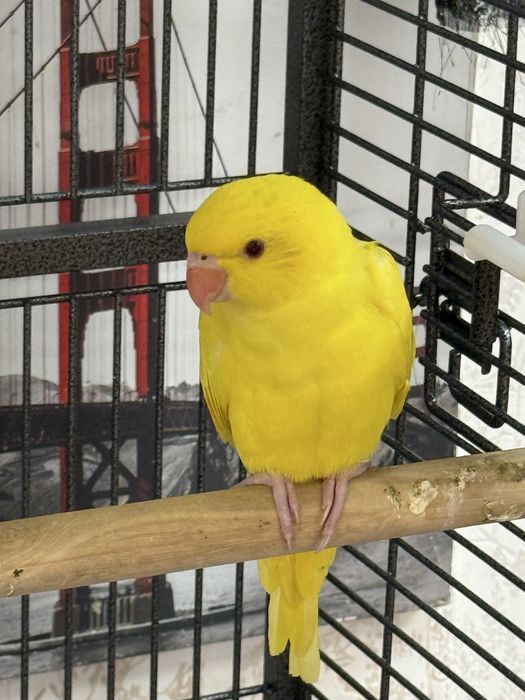 Ringneck amarelo um femia um macho