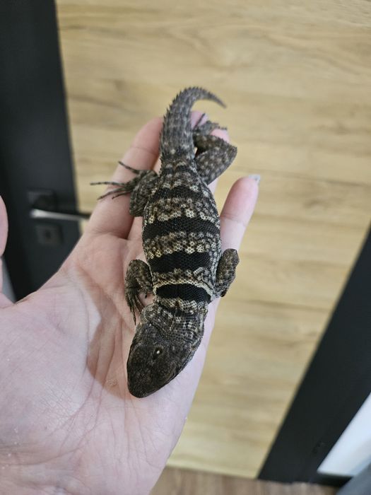 Oplurus cuvieri/Jaszczurka