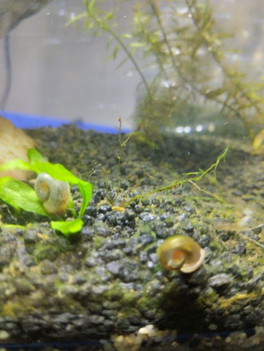 Caracóis para aquário