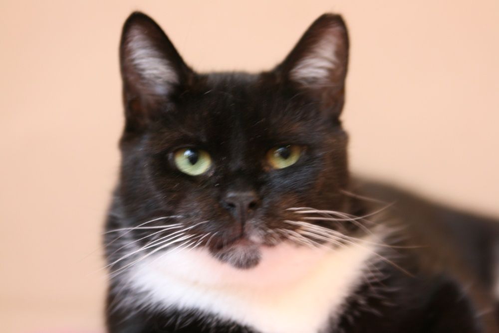 MYSZUNIA - uratowana przed śmiercią koteczka szuka domu/Poznań