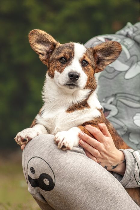 Цуценята Вельш Коргі Кардиган , родовід КСУ