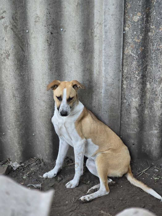 Собака а добрі ручки!