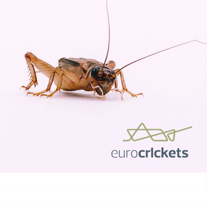 Świerszcze Owady karmowe małe 6–8mm |250 szt | dla gadów| 24h Wysyłka