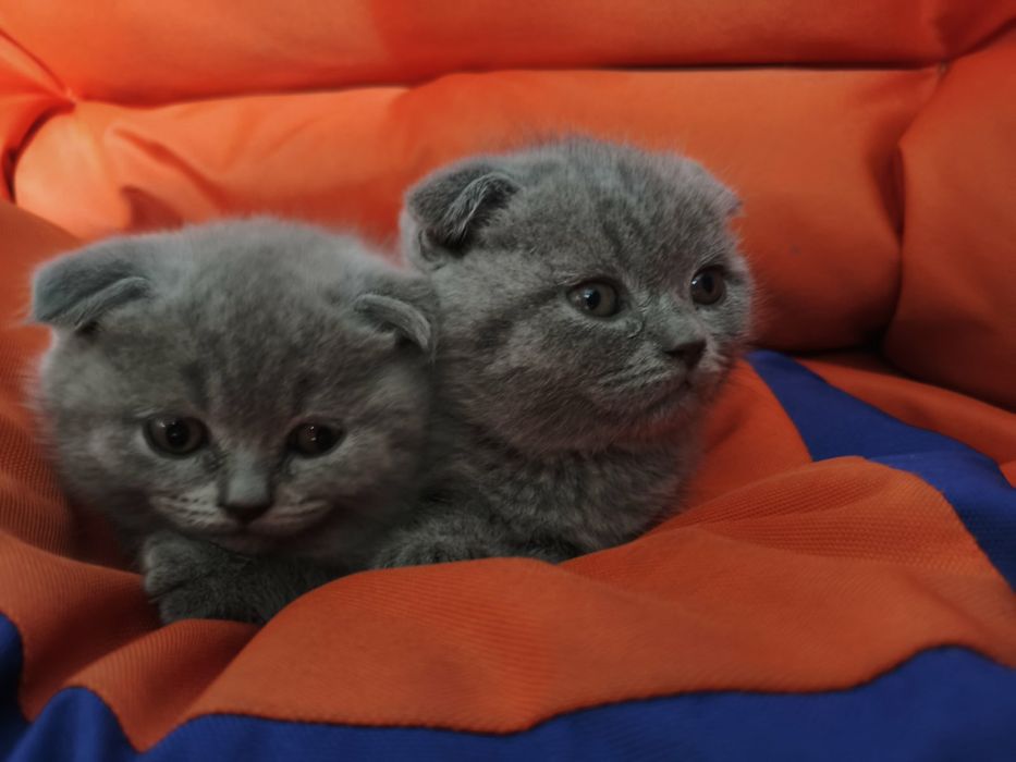 Продаються милі і грайливі кошенята