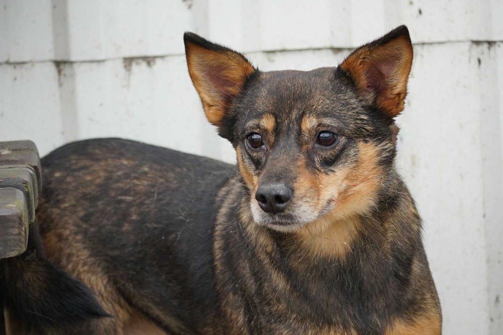 Prada - brązowa suczka szuka domu