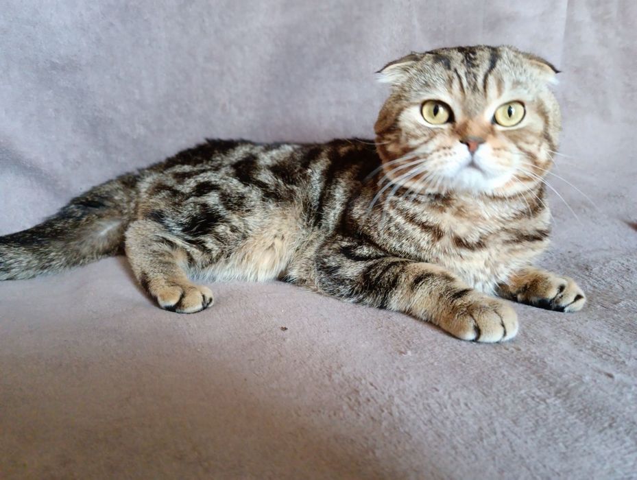 Скотиш фолд котик