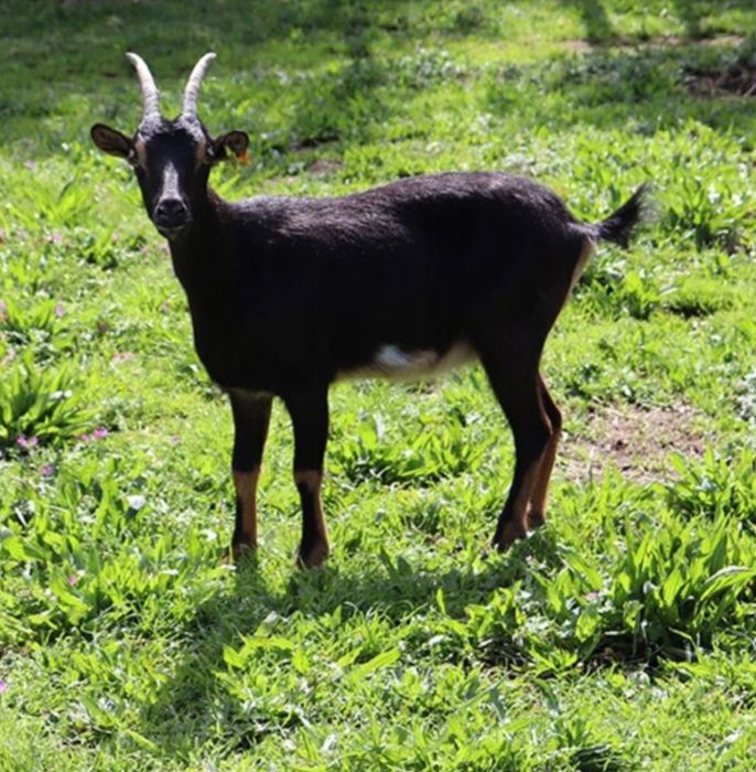 Cabras Pura Raça Bravia (cabritas)