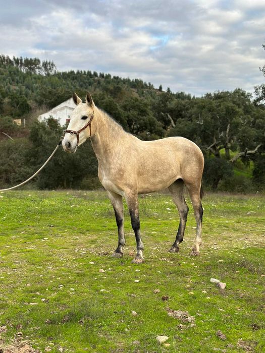 Égua Lusitana com 4 anos filha do Morante SS