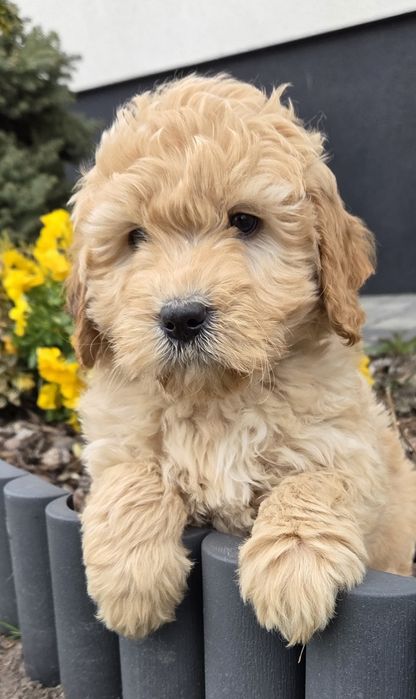 Mini Goldendoodle Samczyk