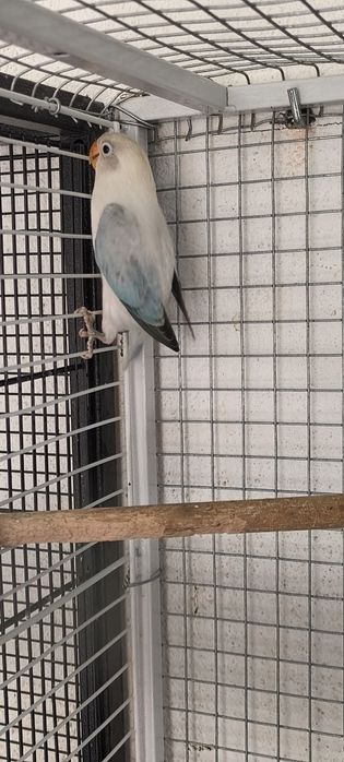 Casal de fishers opalinos