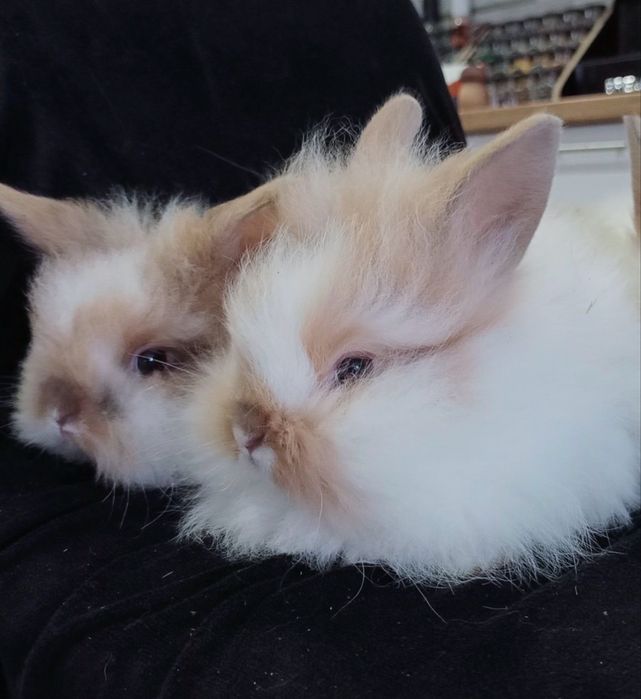 na sprzedaż dwa króliczki