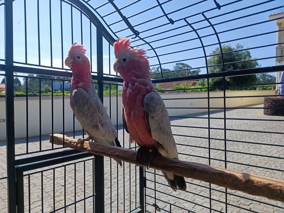 Catatuas   Galah