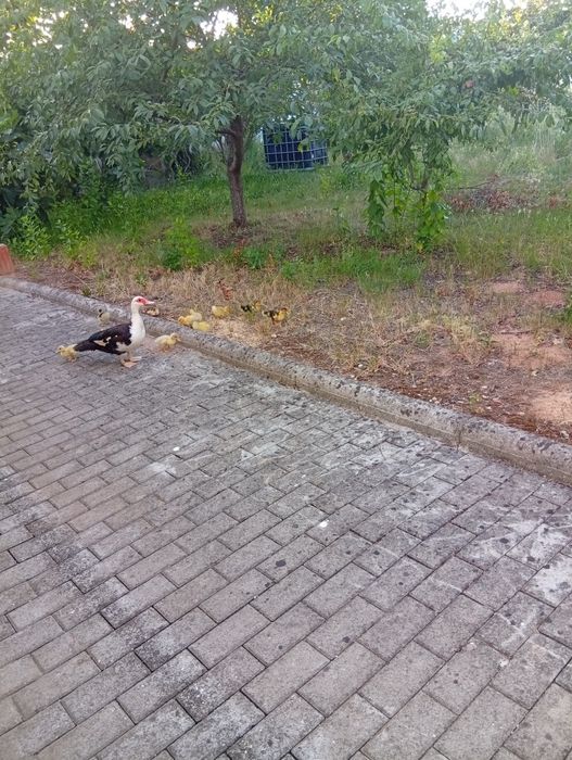 Patos mudos para venda!