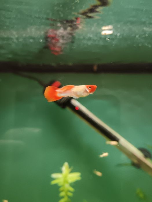 Guppys koi (guppys de linhagem)
