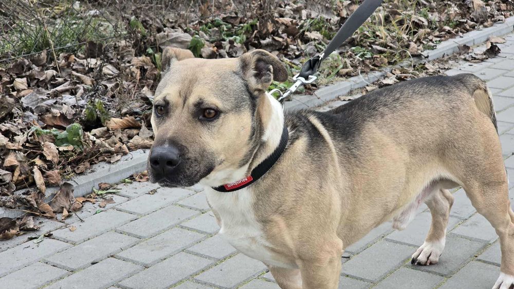 Młody, 5 letni silny samiec w typie amstaff