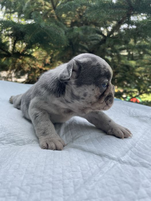 Myszka Buldog Francuski Blue Merl