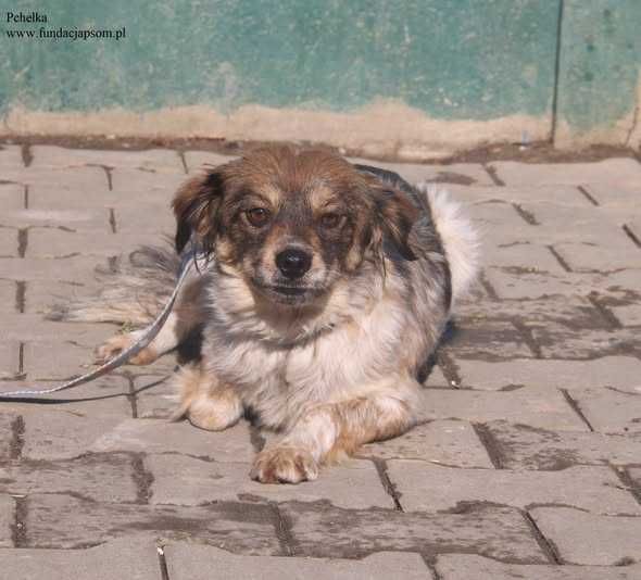 Pchełka, roczna sunia szuka miłości