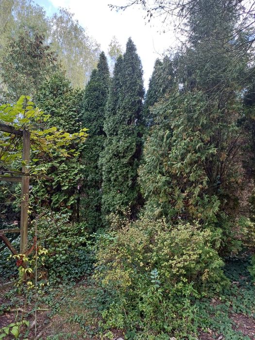 Sprzedam działkę ROD