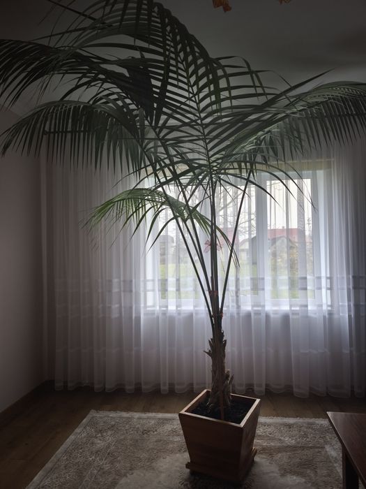 Пальма кімнатна .