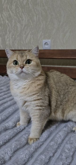 Очень красивая золотая шиншилла.Купиьь в Киеве в Украине