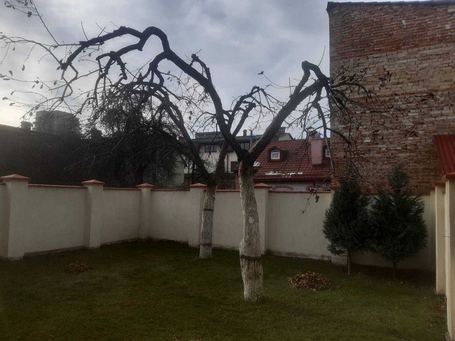 Обрізка дерев та винограду