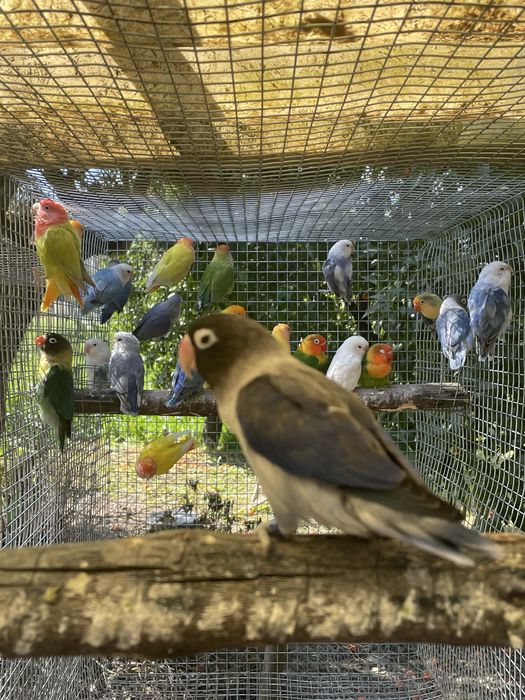 Agrapornis bebe para criar à mao