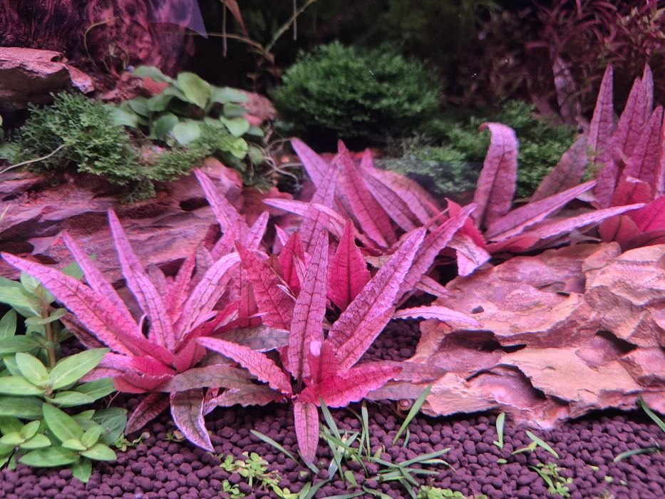 Cryptocoryne Flamingo sadzonka do akwarium