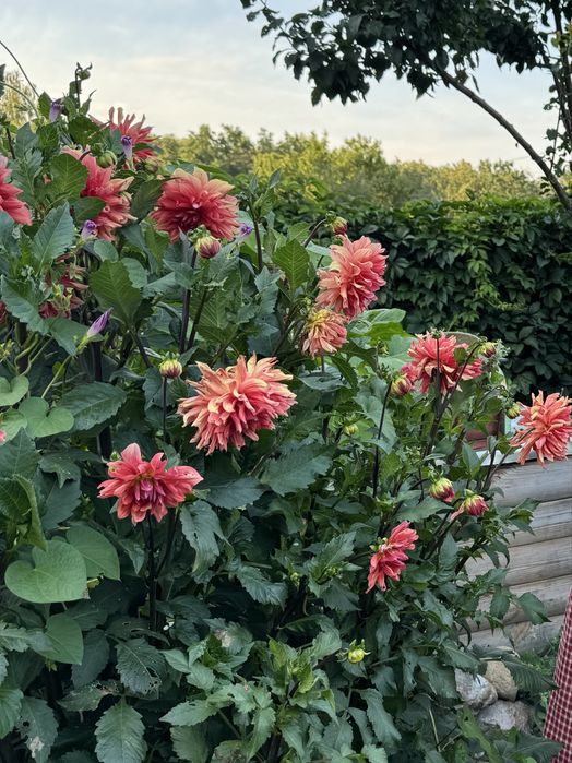 Жоржини бульби (руда)