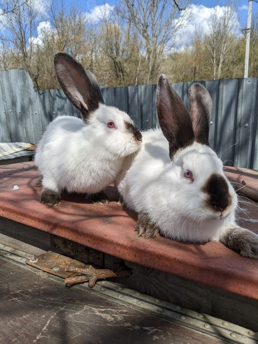Кроликів хлопчики ,та дівчата