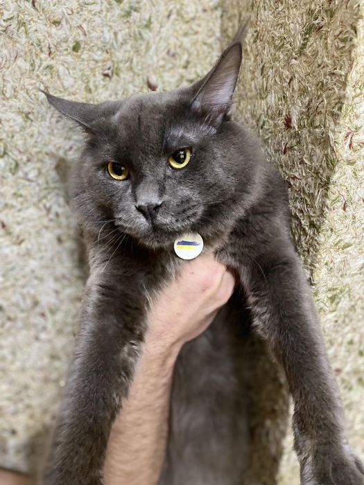 Мейн-кун Кузя шукає наречену у  Деснянський район