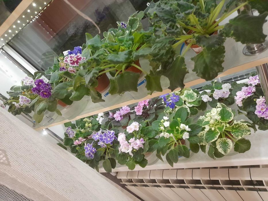 Фіалки - дітки та стартери