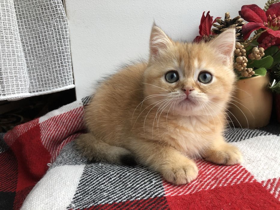 Прямовушик шотландський  золотий