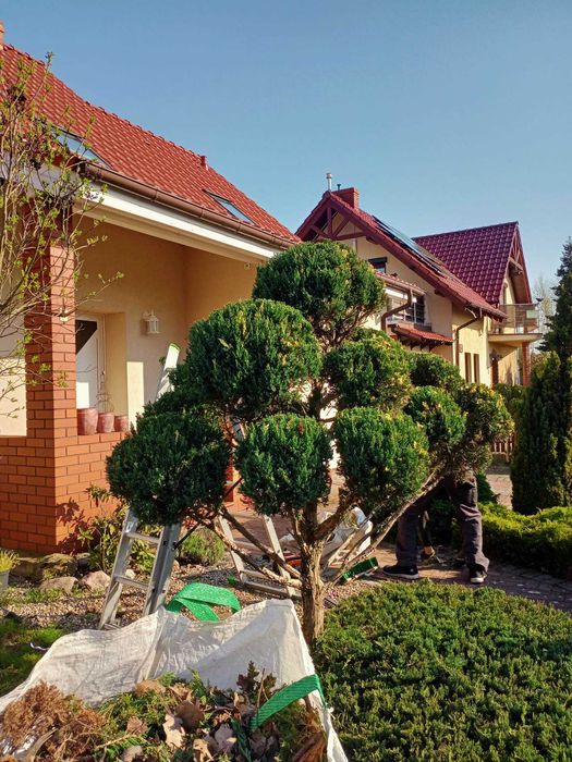 Usługi ogrodnicze - Przycinanie drzew/Opryski owadobójcze i inne