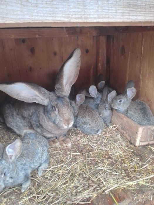 Фландры крольчата 8 штук за 1000 гр.
