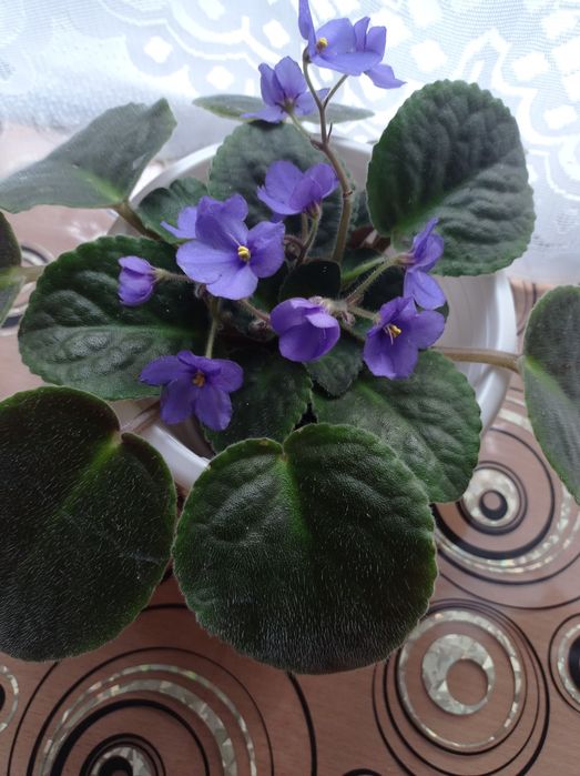 Продам домашнюю фиалку (синие цветочки)