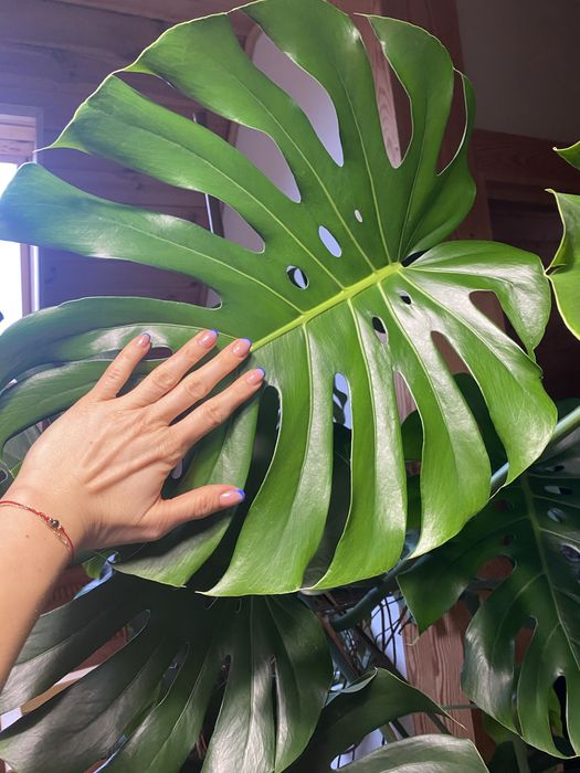 Monstera ponad 2 metry