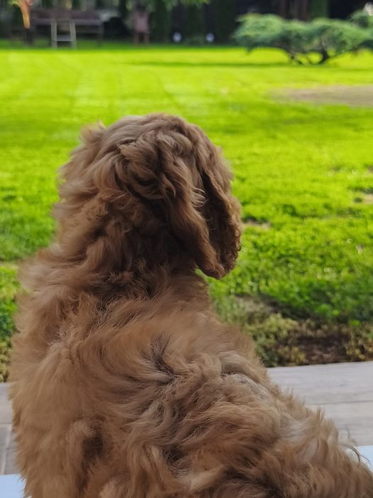 Cockapoo sliczny piesek