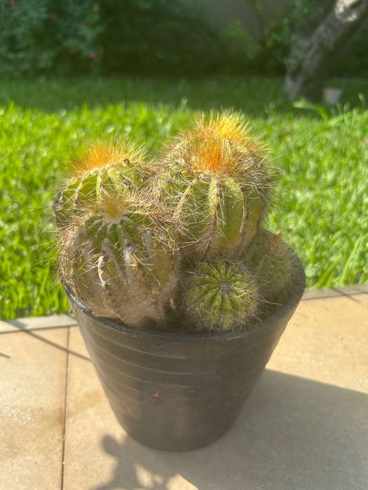 Cactos e suculentas
