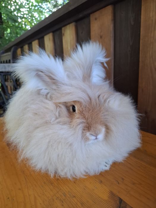 Żółta Angora, niespokrewniona para