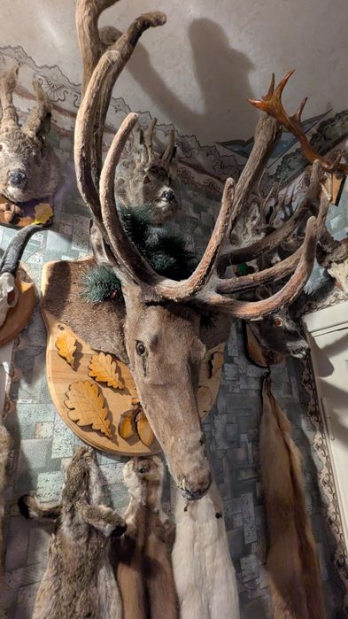 Колекція мисливських трофеїв